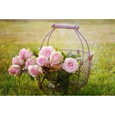 Flower Flower