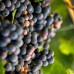 Red Grapes Red Grapes