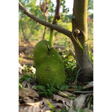 Jackfruit