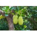 Jackfruit Jackfruit