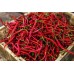 Kashmiri red chilli