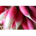 Radish Radish