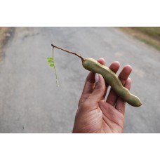 Tamarind