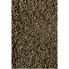 Coriander seeds Coriander seeds