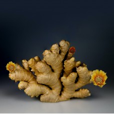 Ginger Ginger