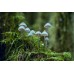 mashroom mashroom