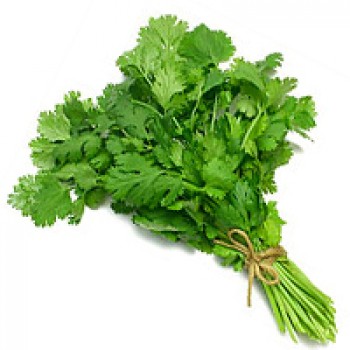 Coriander Leaf Coriander Leaf